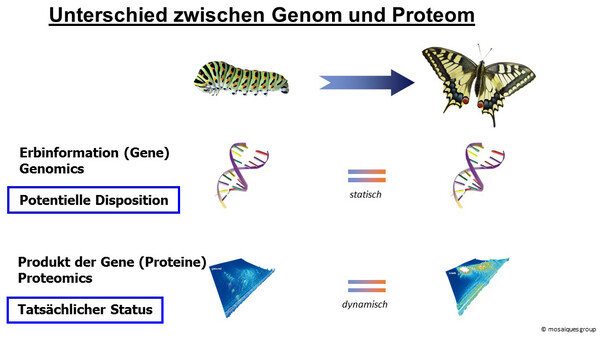 Genom – Proteom https://www.deutscheklinik.de/diagnostik/proteomanalyse/grundlagen-der-proteomanalyse/das-proteom